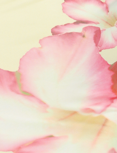 Close-up of delicate pink and white petals, softly blurred against a cream background, reflects the dreamy elegance of the TIGERMIST NYOMI MAXI DRESS in yellow hibiscus macro floral print.
